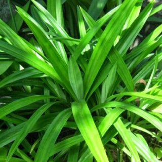 Lá Dứa Xấy Khô 200gr
