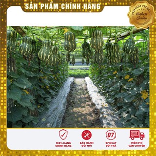 Hạt giống Bí mật (bí ngô mật)