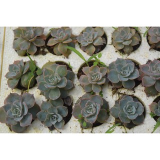 sen đá hồng phấn mini 2-4cm
