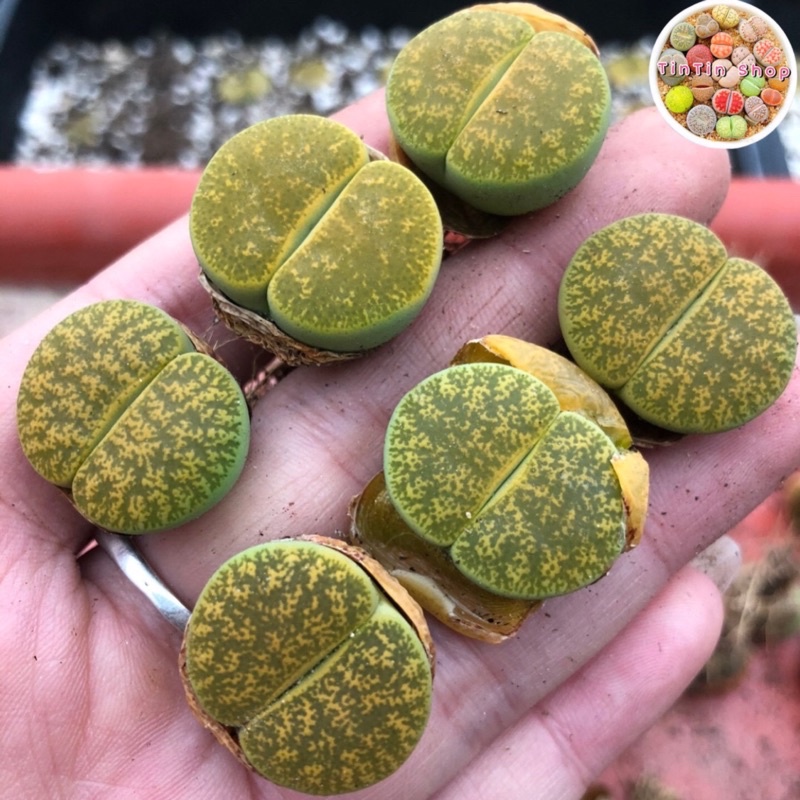 Sen mông,lithops,thạch lan Vân Vàng 1,8cm
