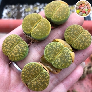 Sen mông,lithops,thạch lan Vân Vàng 1,8cm