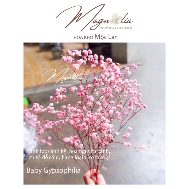 Hoa baby ướp ❤️FREESHIP❤️ Gypsophila hoa khô trang trí phòng ngủ, làm đồ handmade