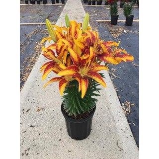 CỦ HOA LY LÙN MÀU CAM CHẤM ĐÃ CÓ MẦM