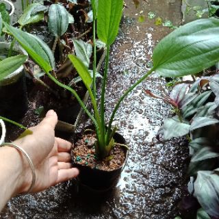 Cây bách thủy tiên ( cây lan nước)