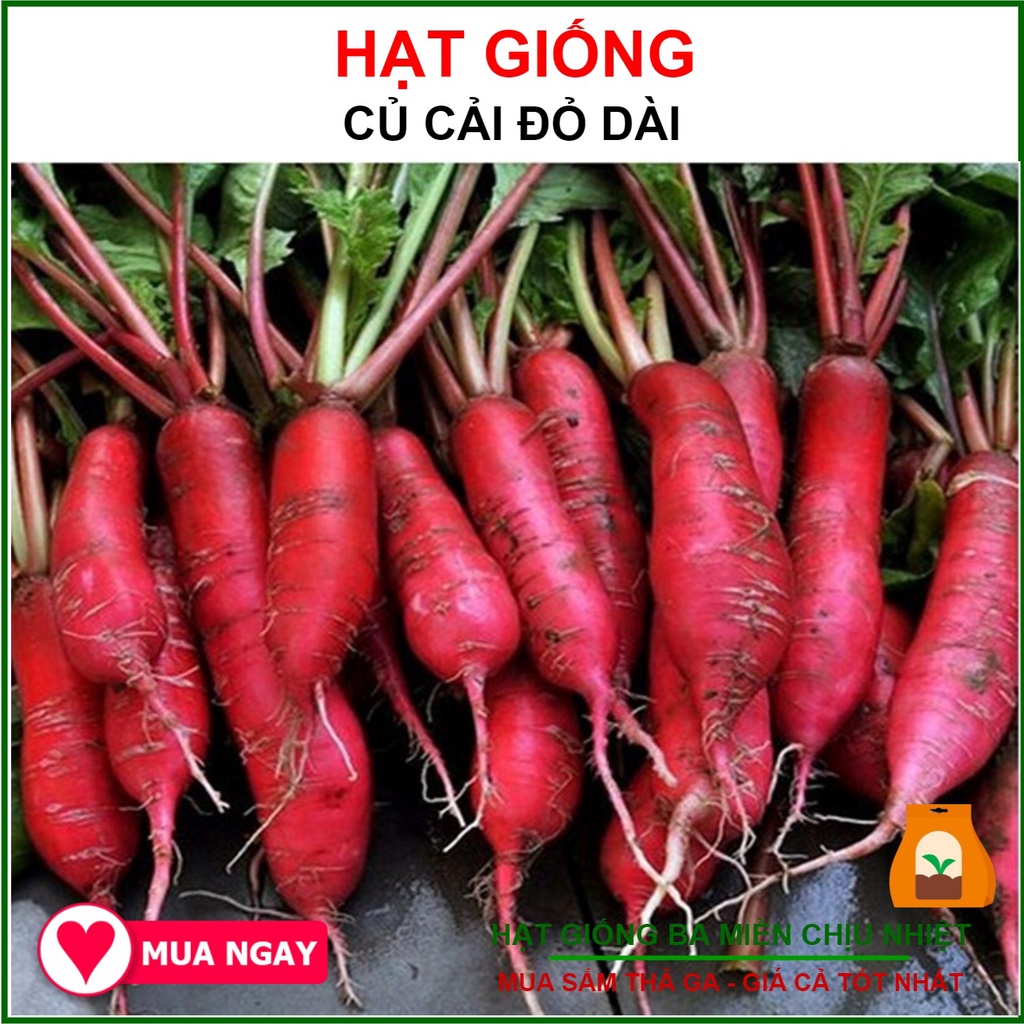 Hạt Giống Củ Cải Đỏ Dài 2Gram