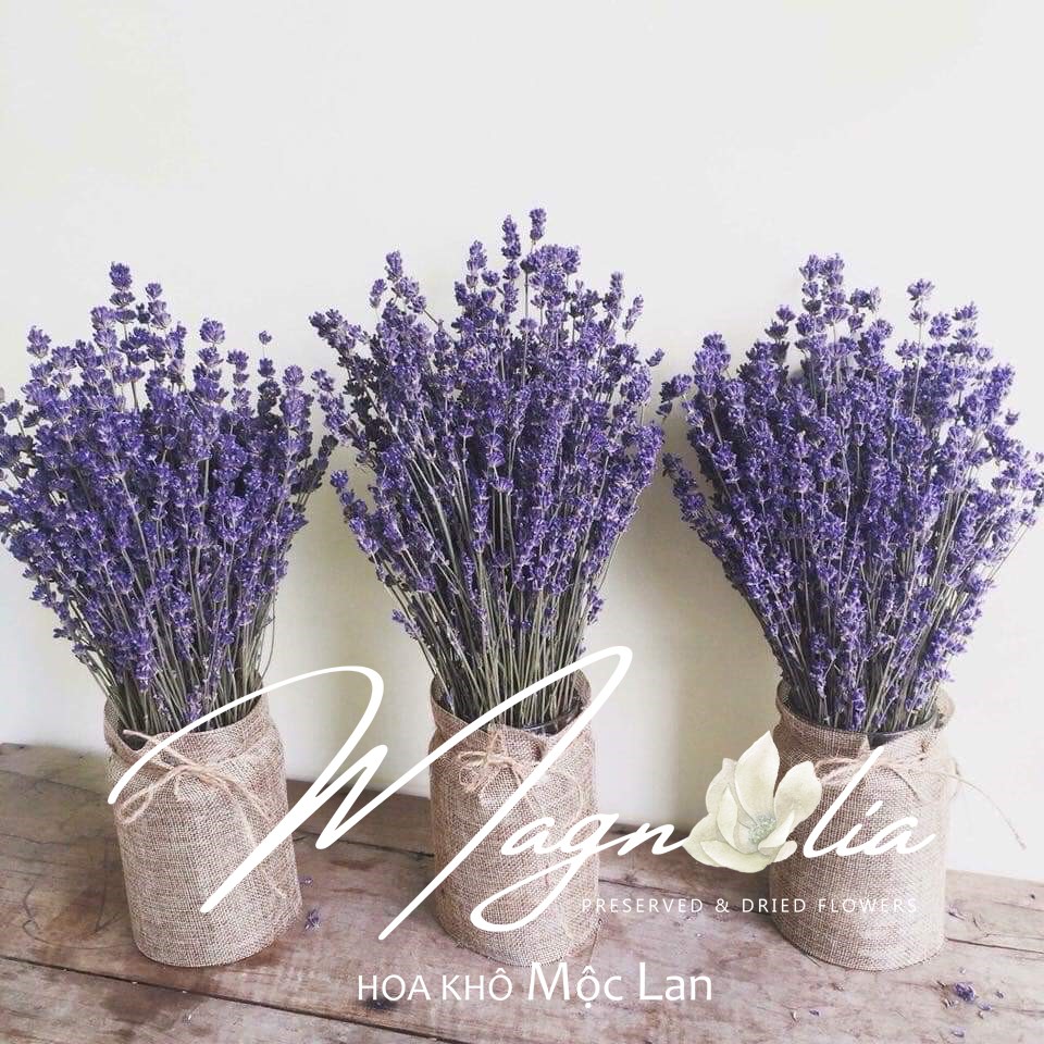 Hoa khô Lavender ❤️FREESHIP❤️ True Lavender hoa khô thuần chủng Pháp, tím than siêu đẹp, ít rụng