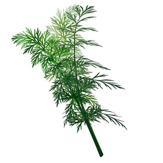 Hạt giống rau thì là Caraway 100h