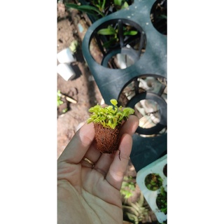 Chậu cây bẫy kẹp bắt mồi - Venus Flytrap