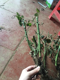 Gốc hồng leo