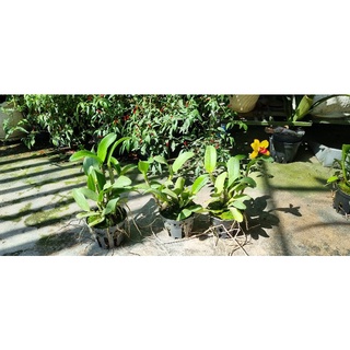 Hoa lan catt mini vàng lưỡi đỏ