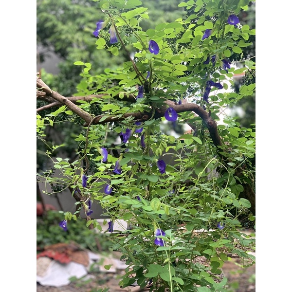 10 hạt giống hoa đậu biếc