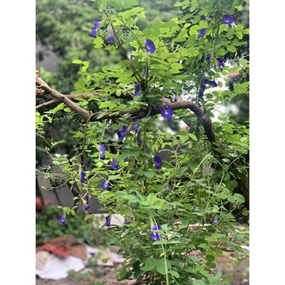 10 hạt giống hoa đậu biếc