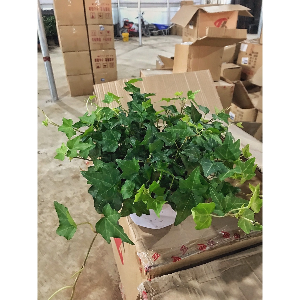 Cây thường xuân trồng chậu treo, cây có sức sống cực tốt nhiều nhánh lá xanh tươi quanh năm và dễ chăm sóc