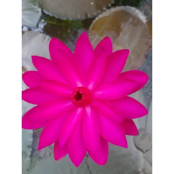 Hoa Súng Mĩ Màu Đỏ.trắng