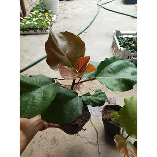 Cây vả mật giống quả to