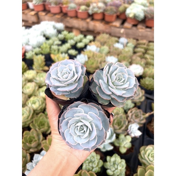 SEN ĐÁ HỒNG PHẤN SIZE BẦU 4-6cm