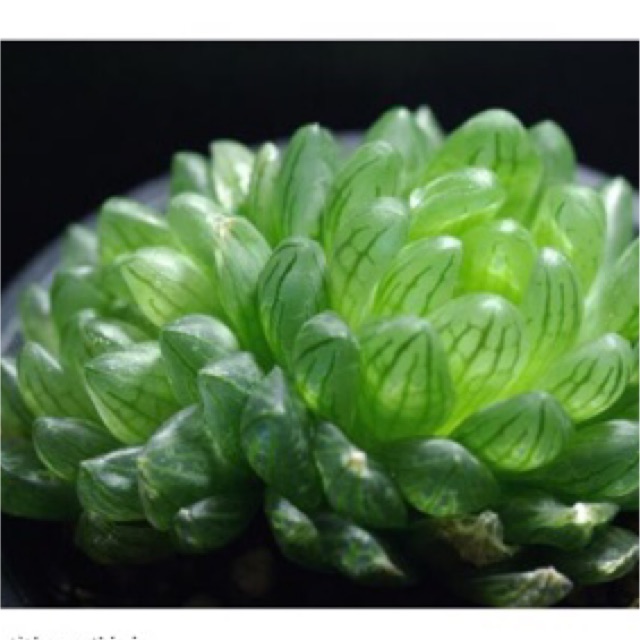 [HÀNG VIP] SEN ĐÁ KIM CƯƠNG (HAWORTHIA COOPERI) TẶNG SỎI