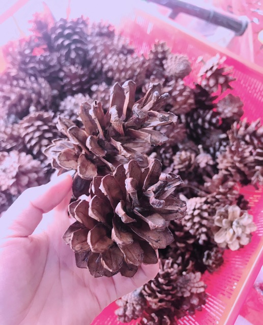 Set 9 quả thông- trái thông từ 6-10cm trang trí cây thông Noel, nhà cửa, chụp hình, tiểu cảnh