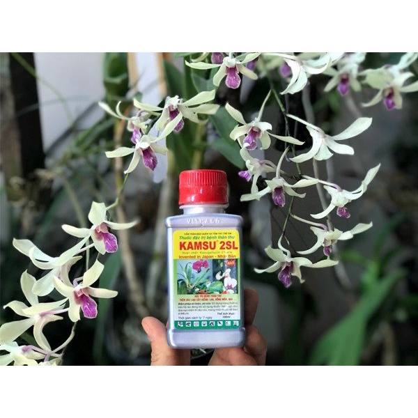 Thuốc Trừ Bệnh Cây KAMSU 2SL chai 100ml ĐẶC TRỊ THÁN THƯ