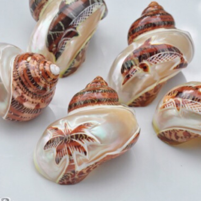 Ốc xà cừ đỏ mài