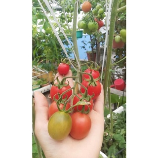 Hạt giống Cà chua Cherry