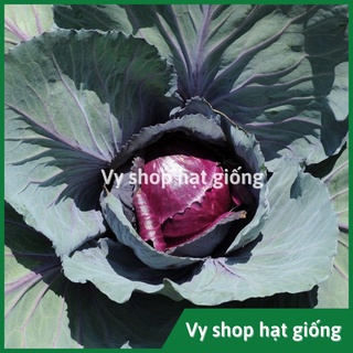 Hạt giống bắp cải tím gói 170 hạt
