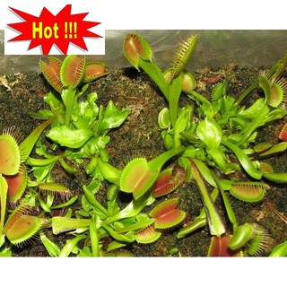 Hạt giống cây bắt côn trùng (cây bẫy kẹp) (15 hạt)