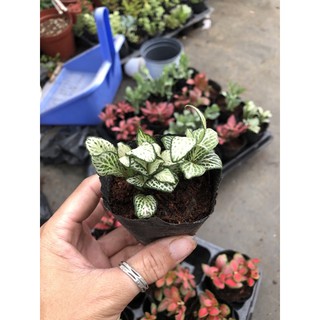 Cẩm Nhung đỏ và trắng (cây may mắn)