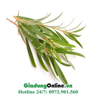 Tinh dầu chống muỗi Susinia 50ml
