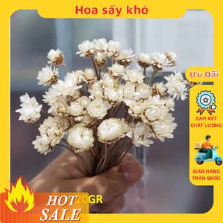 Hoa khô sấy 💧 CỰC ĐẸP 💧 hoa tuyết nhiệt đới khô,hoa snowy bất tử, cúc glixia
