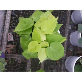 Trầu bà Thái tim
