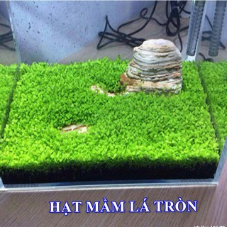 Hạt mầm Thủy sinh