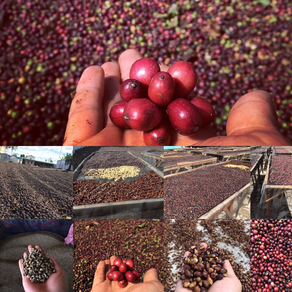 1kg cà phê Arabica Đà Lạt [500gram/ bịch] | BigBuy360 - bigbuy360.vn