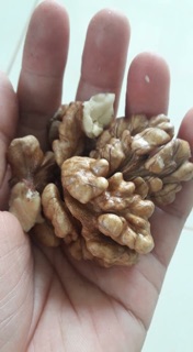 Hạt óc chó