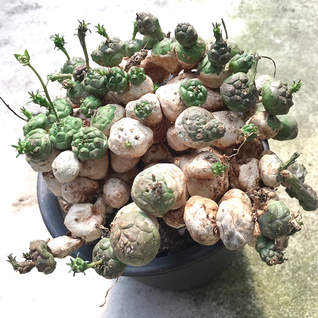 Xương rồng khúc khắc - euphorbia globosa (cây nhỏ, ảnh thật cuối cùng)