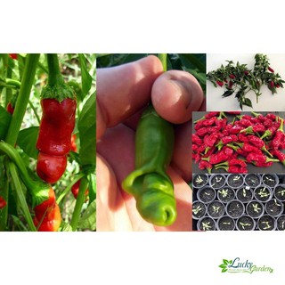 5 Hạt giống Ớt Cu tí (tặng gói Kích nẩy mầm và Hướng dẫn) XTRA TẶNG KÈM PHÂN VÀ KÍCH MẦM