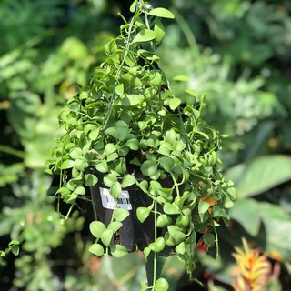 Cây đô la treo trang trí ban công logia đẹp