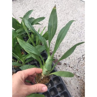 Lan Thiên Nga giống ( 6 màu chọn được)