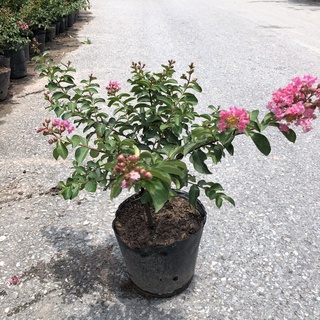 Hoa tường vi - Cây tường vi cao 40cm tạo bóng mát trang trí tiểu cảnh sân vườn
