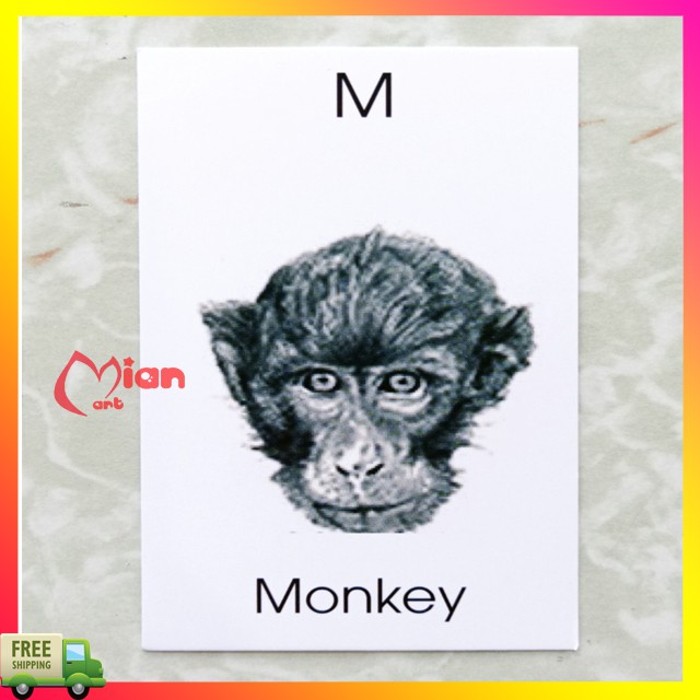 Bộ thẻ animal 4d hình ảnh động thực vật sinh động - MIAN MART