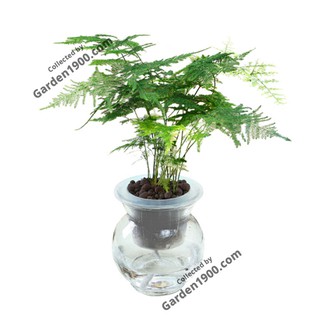 Cây thủy tùng thủy sinh - Cây nội thất văn phòng