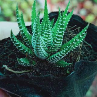 Móng rồng gân trắng nhỏ
