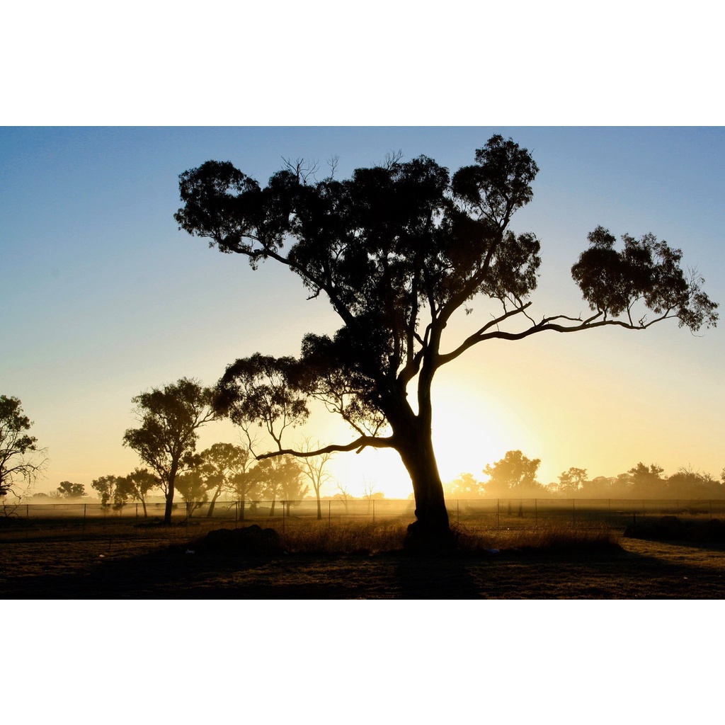 Canon EOS 1000D  Kèm ống kính canon 35-80 95%