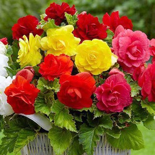 Hạt Giống Hoa Thu Hải Đường Kép
