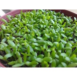Hạt giống cỏ may mắn