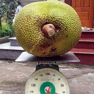 Cây giống mít ruột đỏ sơ đỏ