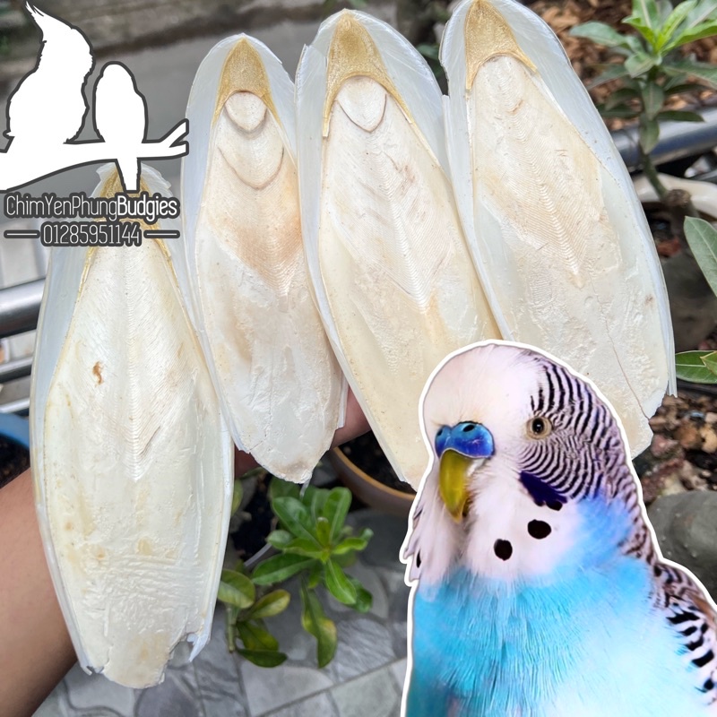 dùng cho Chim Cảnh • Sóc • Rùa..