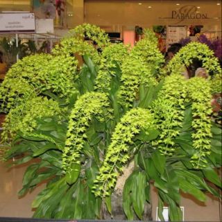 Vũ nữ hoàng hậu cây trung 99k