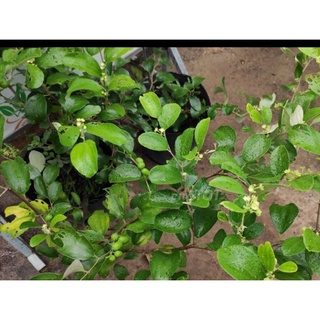cây giống táo thái
