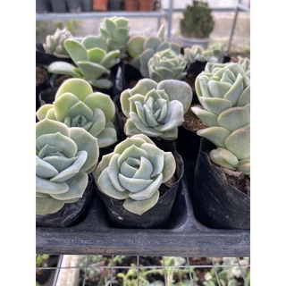 Sen đá hoa hồng hà lan🌵 ❣ ⚡ ❤ ✈